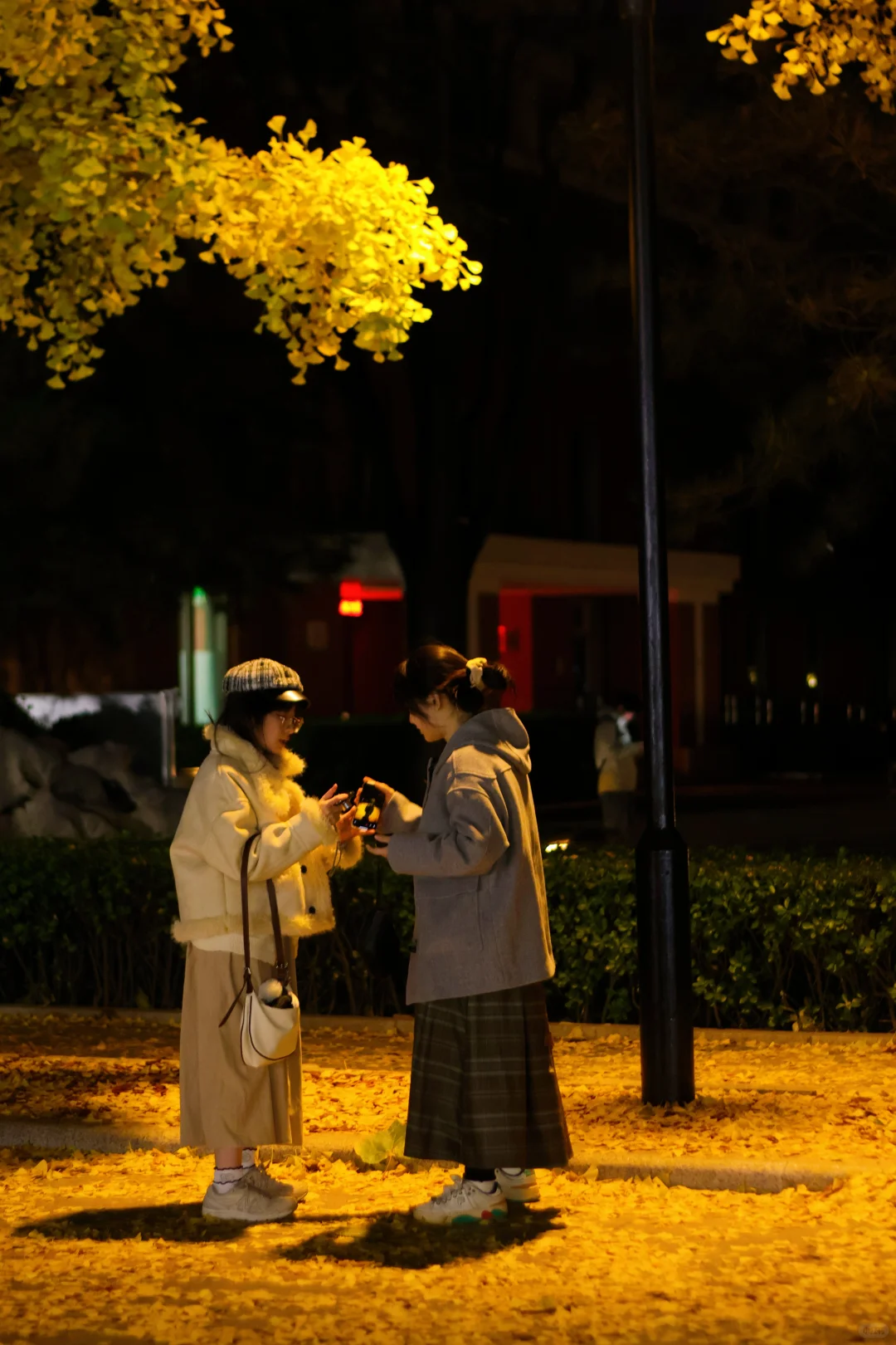 我拍到了秋景最美大学校园！北京林业大学！