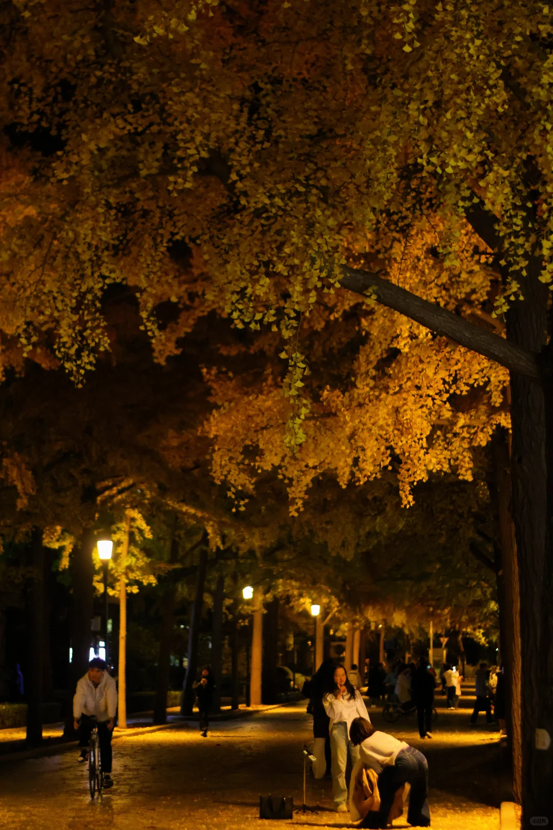 我拍到了秋景最美大学校园！北京林业大学！