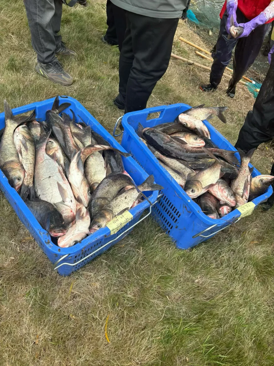 扬州大学第六届 捕鱼节