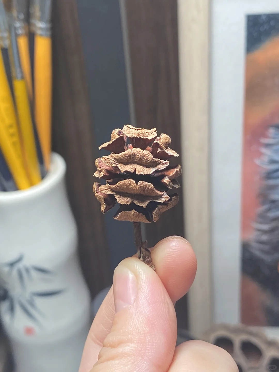 种子玩家科普～松树杉树种类大全