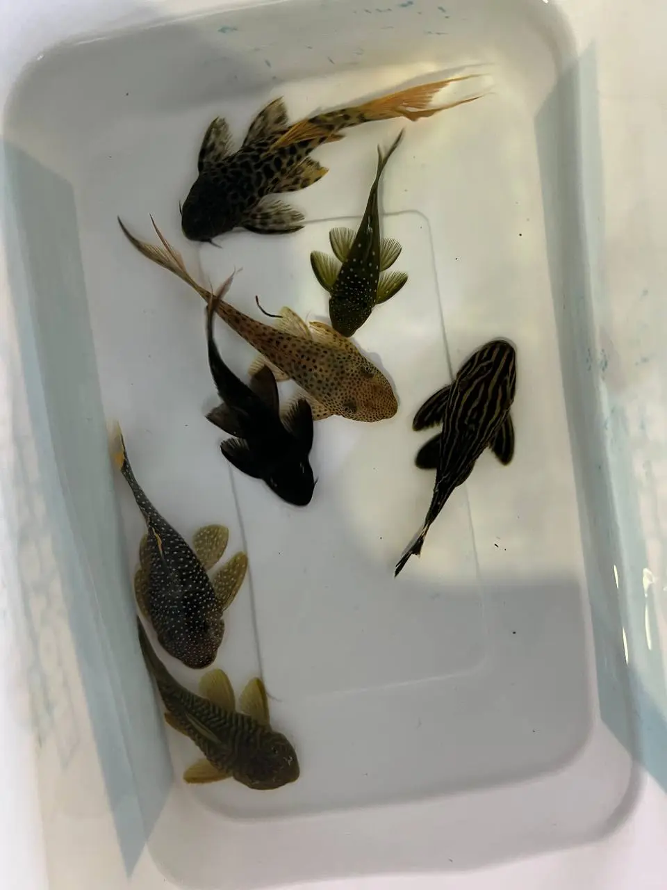 出货日常✨感谢各路老板老板娘支持✊