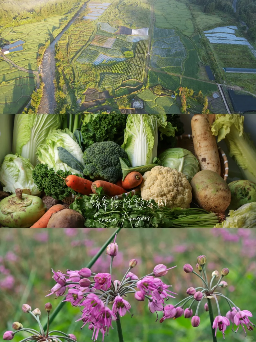 12月起，绿手指全国满300包邮啦！