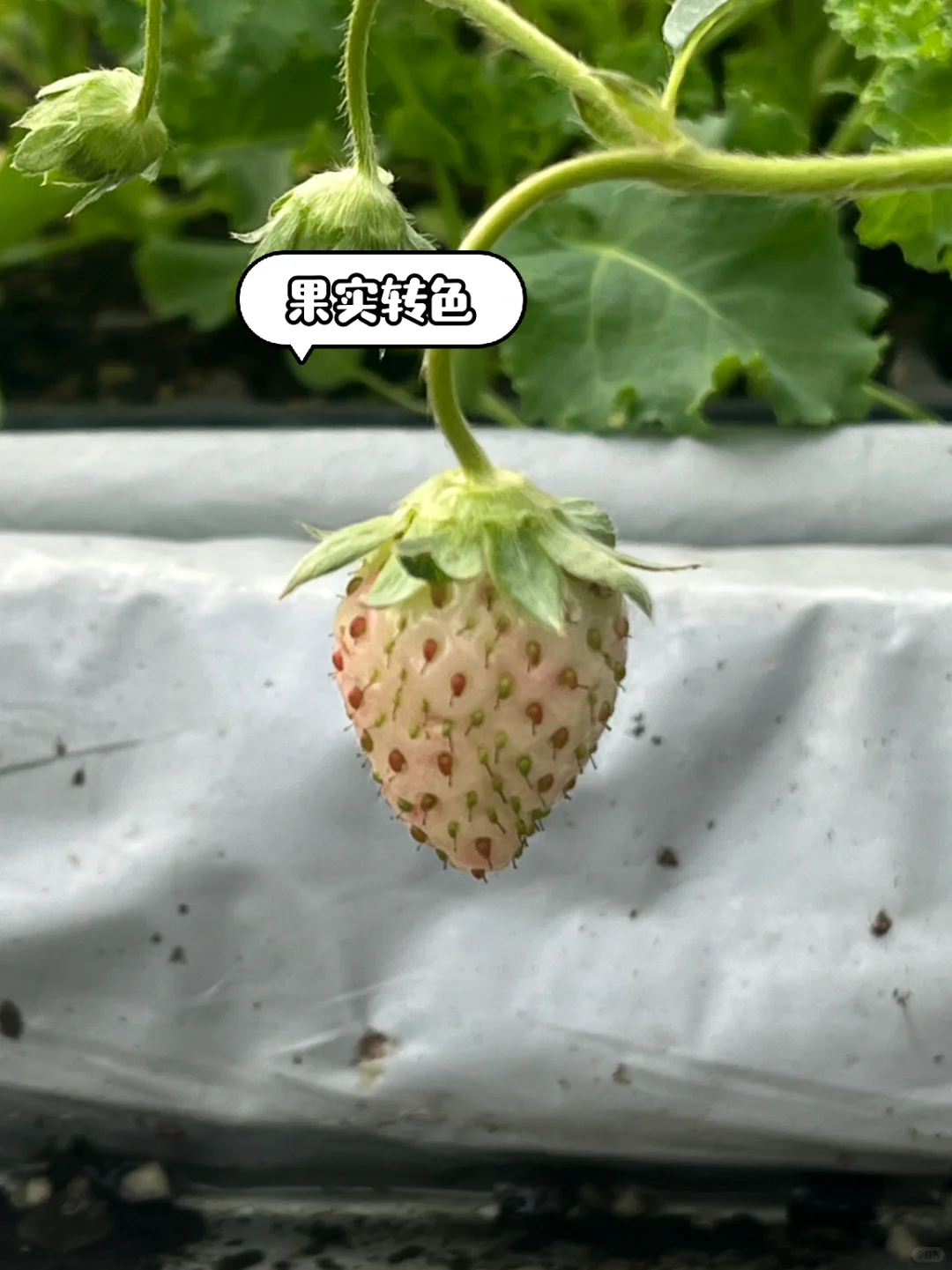 超简单‼️草莓开花到成熟养护关键