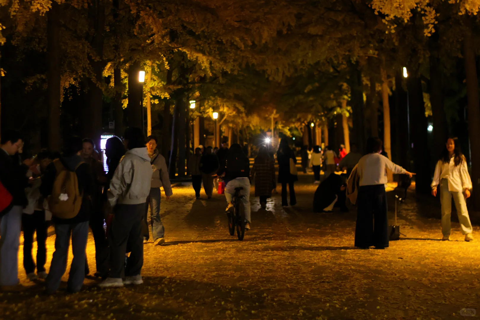 我拍到了秋景最美大学校园！北京林业大学！