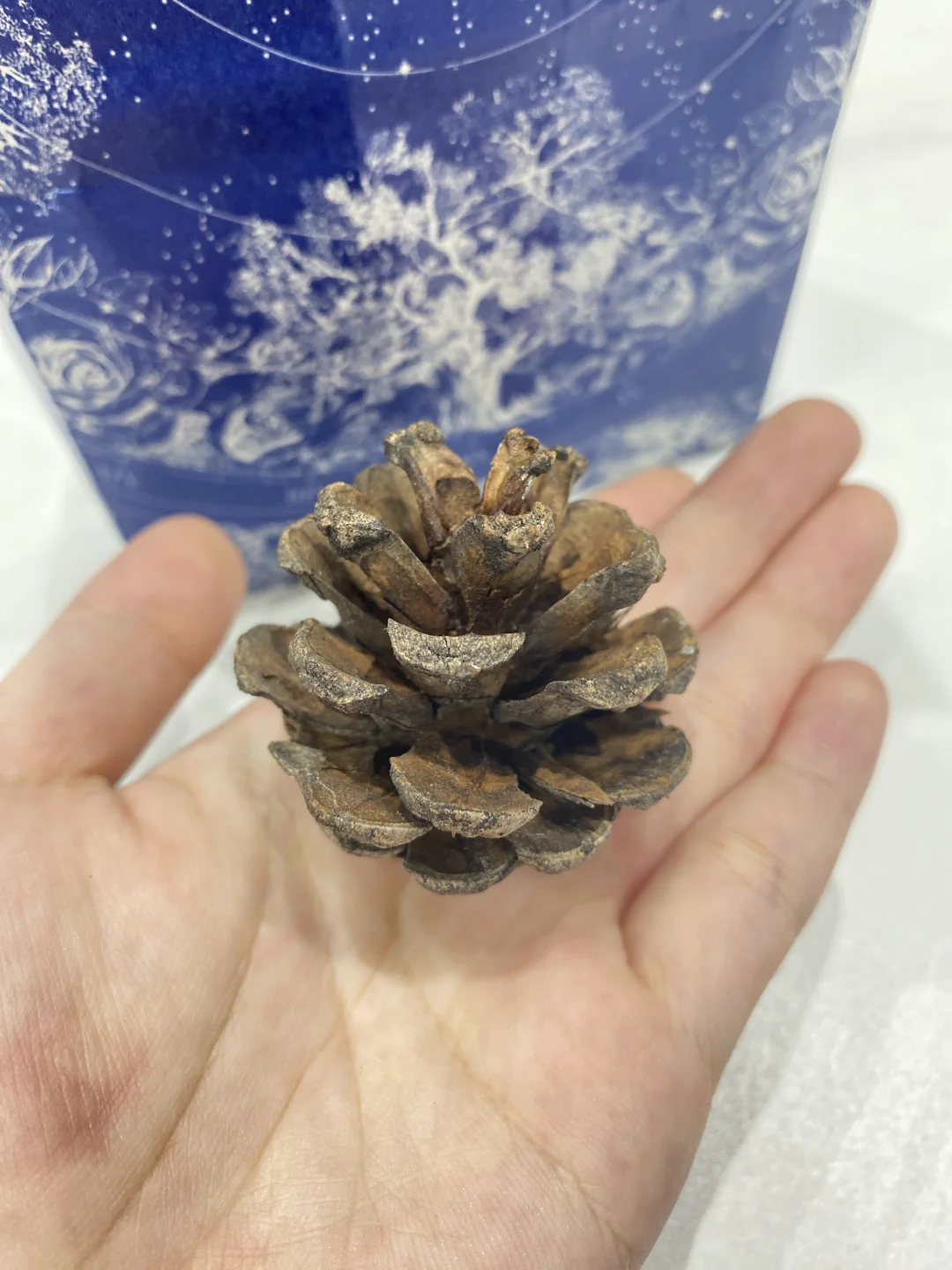 种子玩家科普～松树杉树种类大全