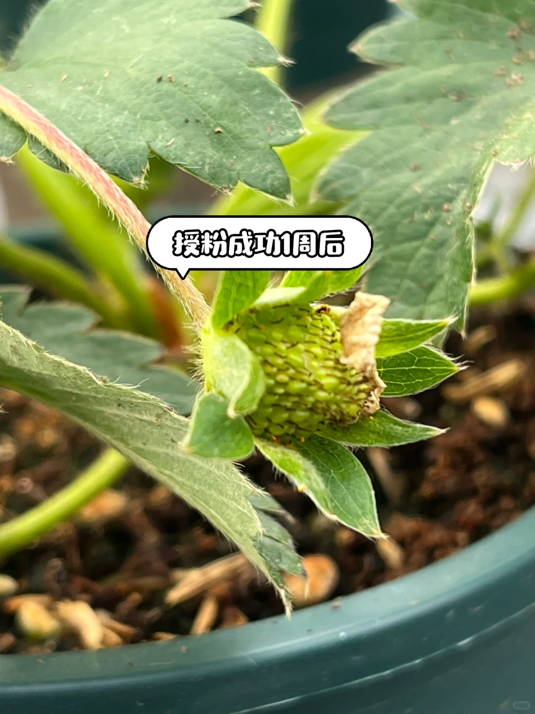 超简单‼️草莓开花到成熟养护关键