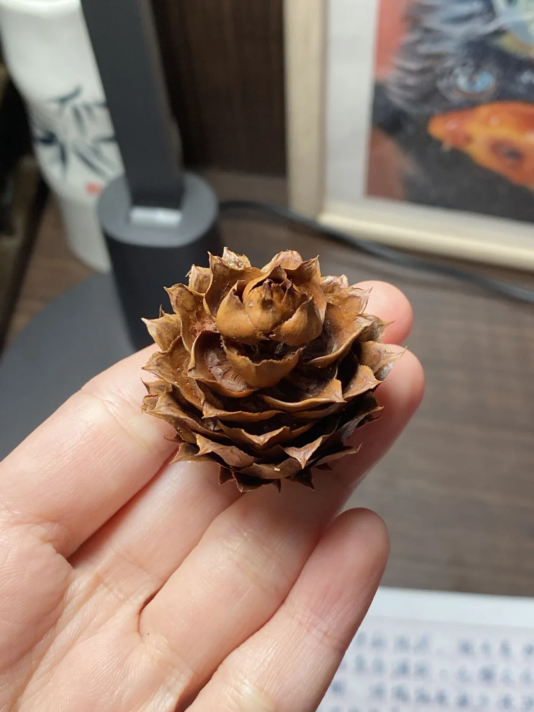 种子玩家科普～松树杉树种类大全