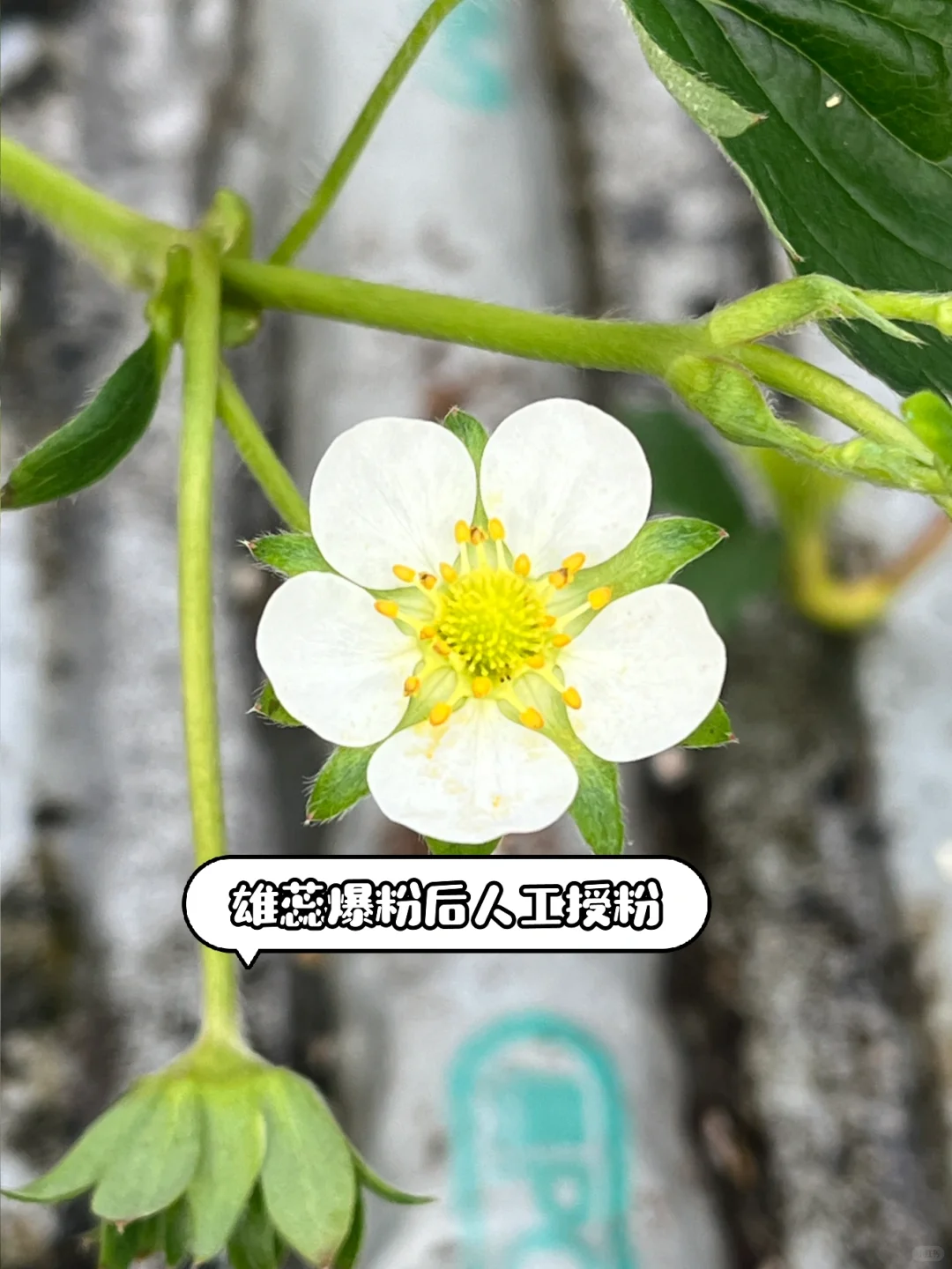 超简单‼️草莓开花到成熟养护关键