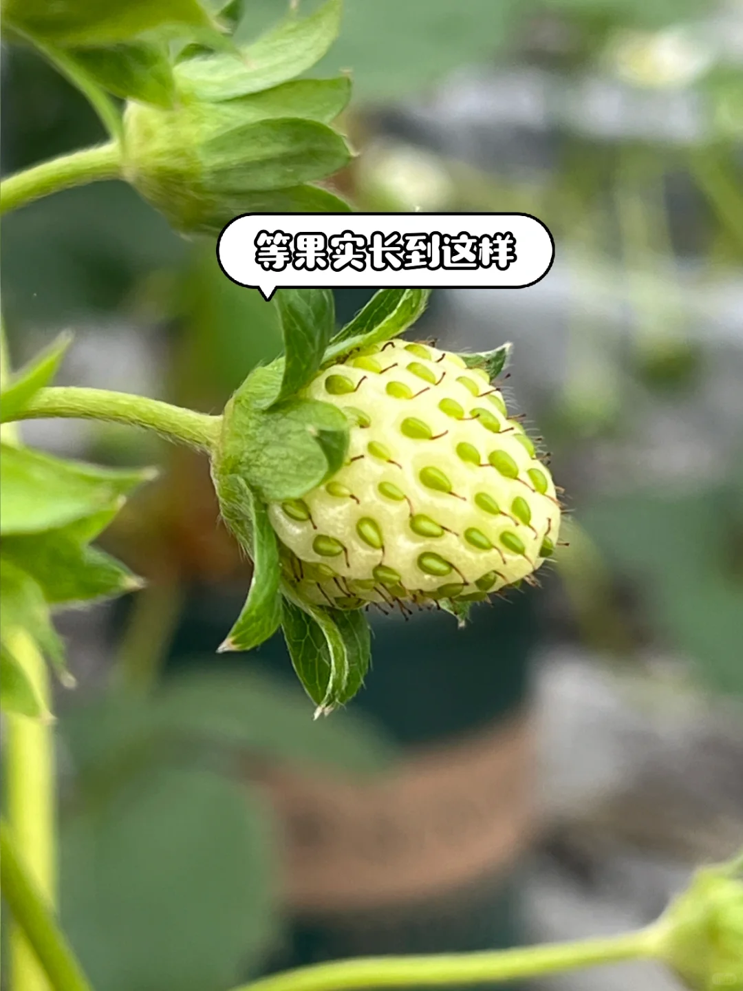 超简单‼️草莓开花到成熟养护关键