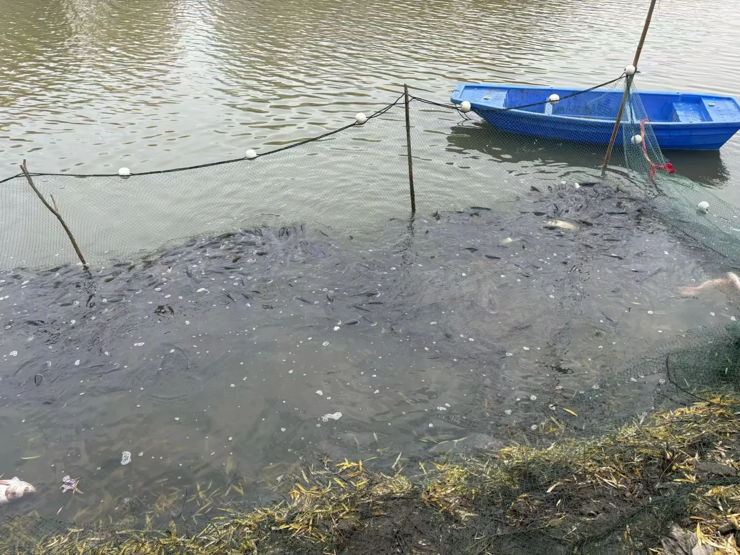 扬州大学第六届 捕鱼节