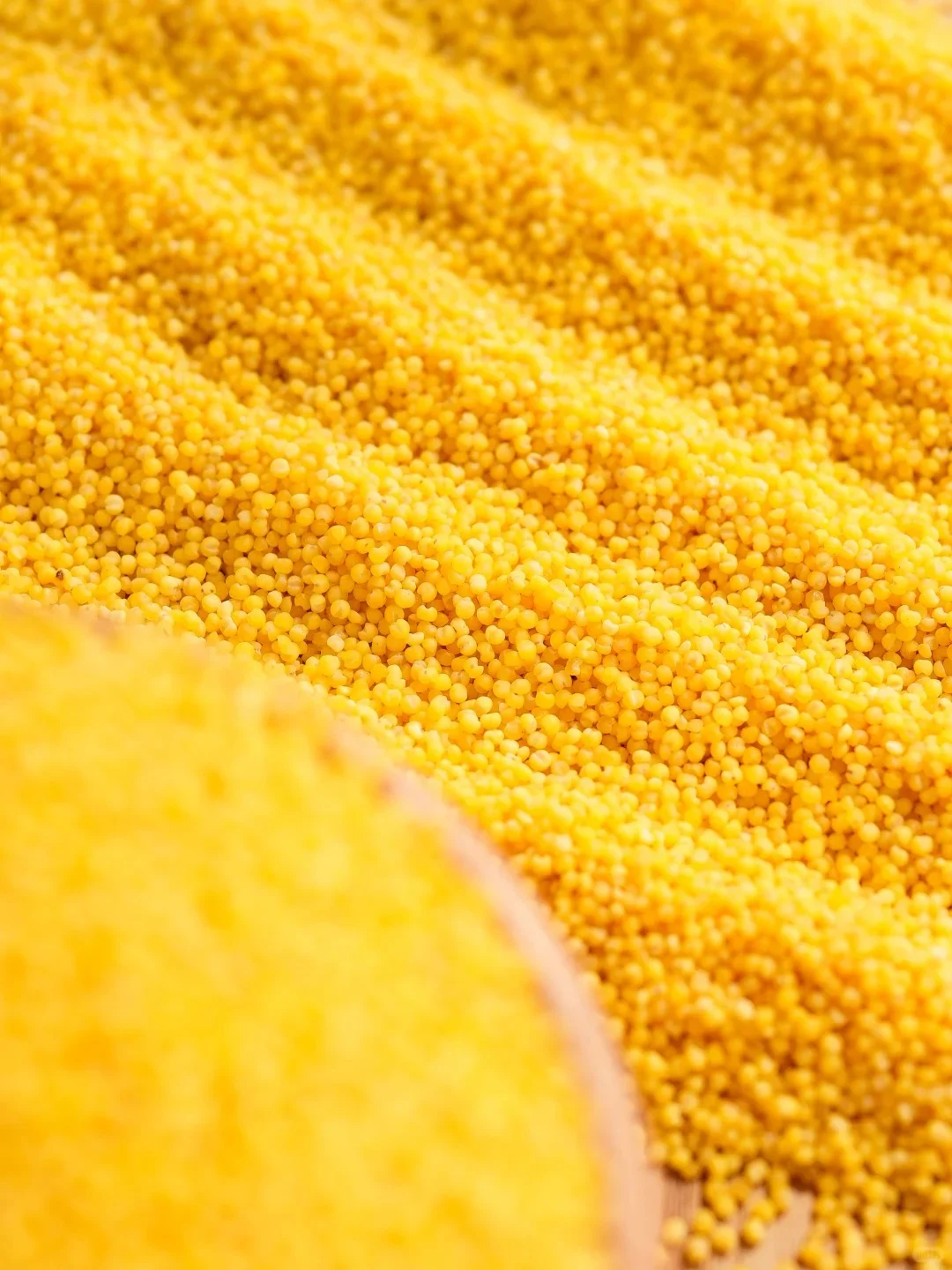 清水河小香米｜北纬40°的黄金小米