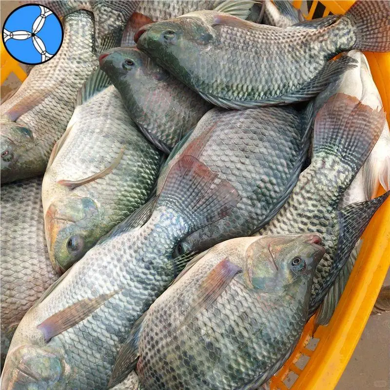 罗非鱼价格下跌，2026年供应紧张风险加大！