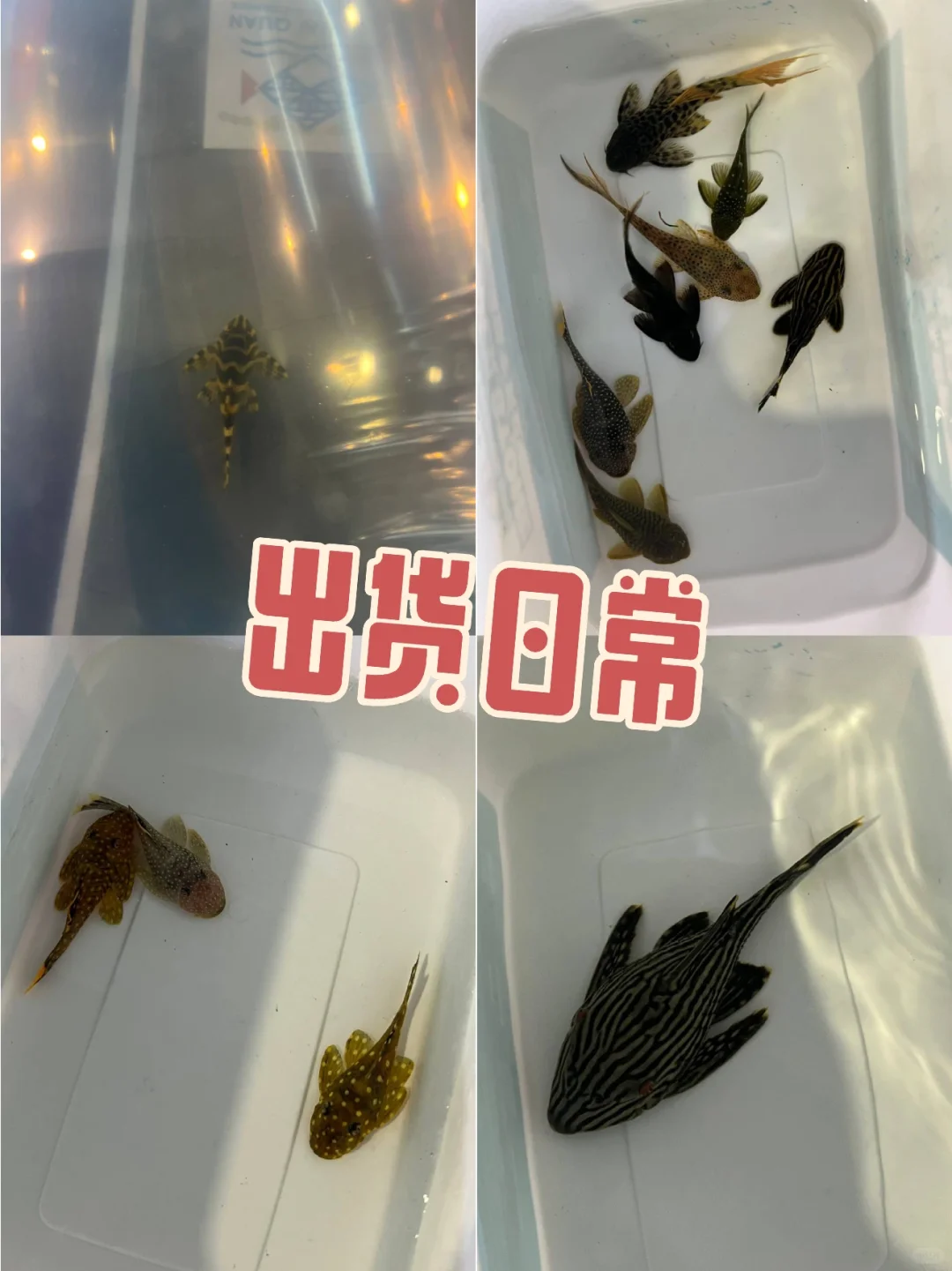 出货日常✨感谢各路老板老板娘支持✊