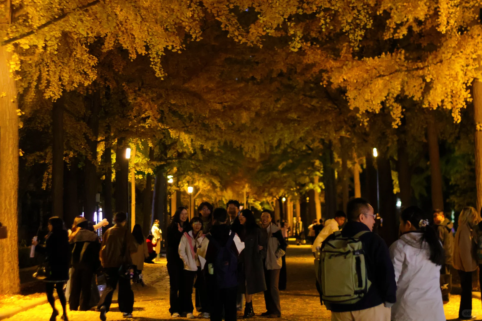 我拍到了秋景最美大学校园！北京林业大学！