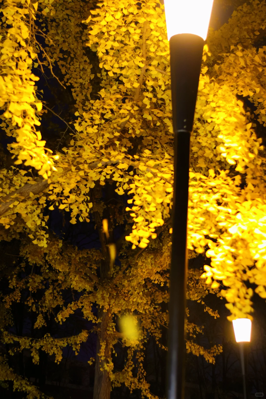 我拍到了秋景最美大学校园！北京林业大学！