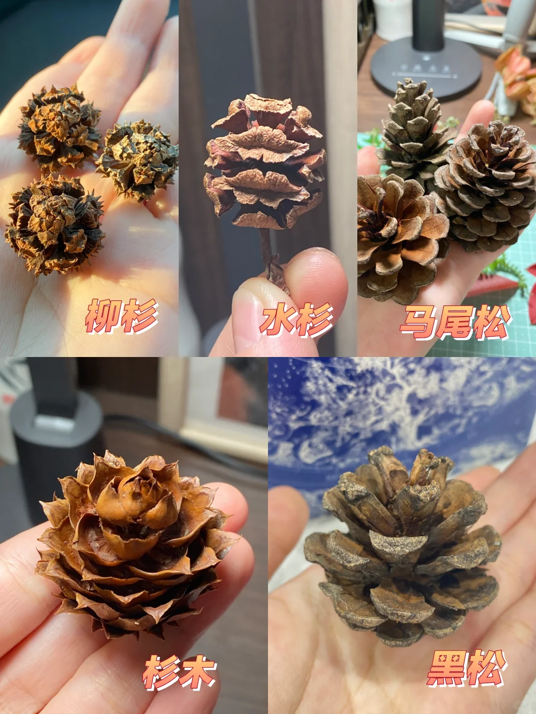 种子玩家科普～松树杉树种类大全