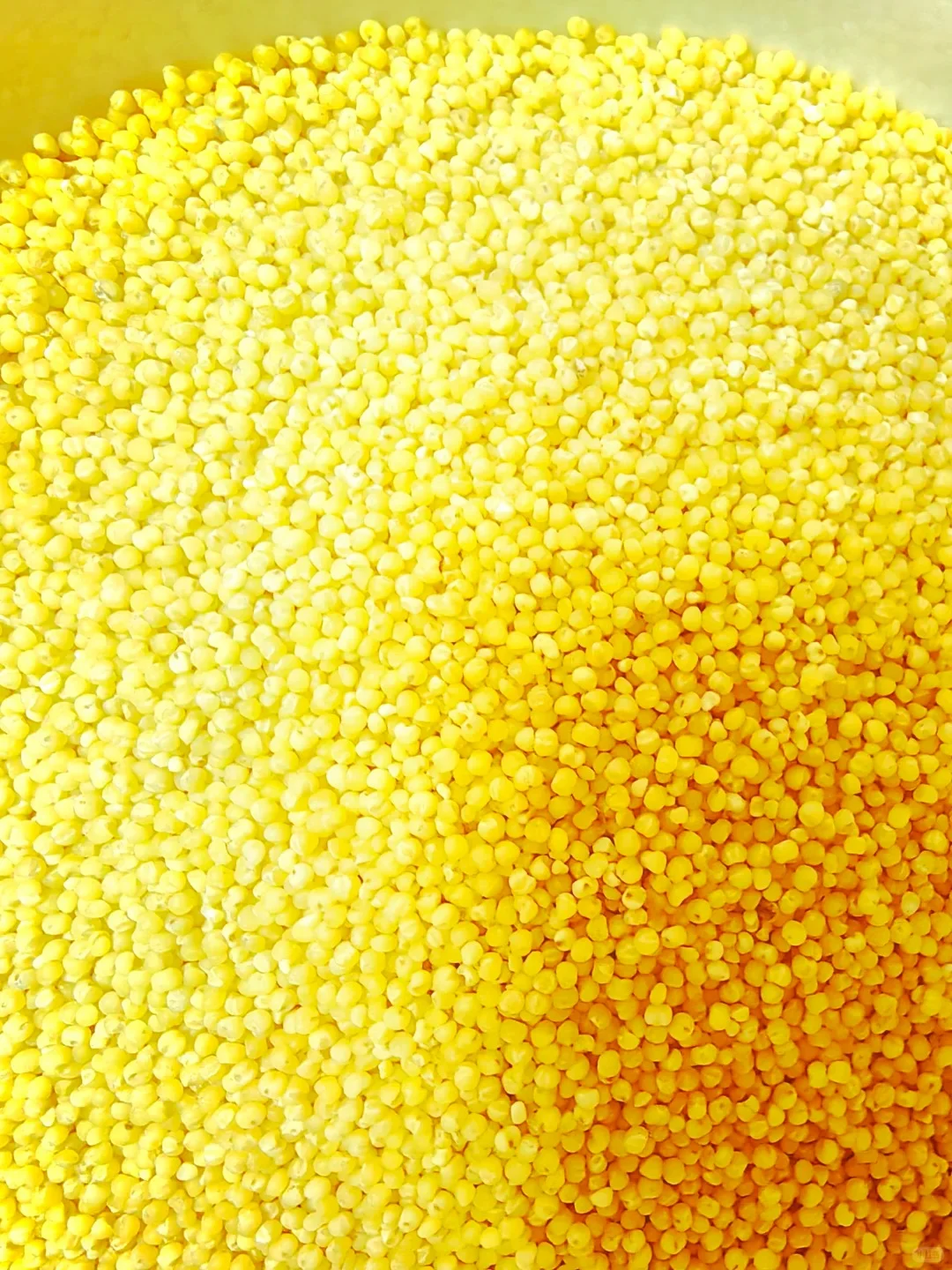 清水河小香米｜北纬40°的黄金小米