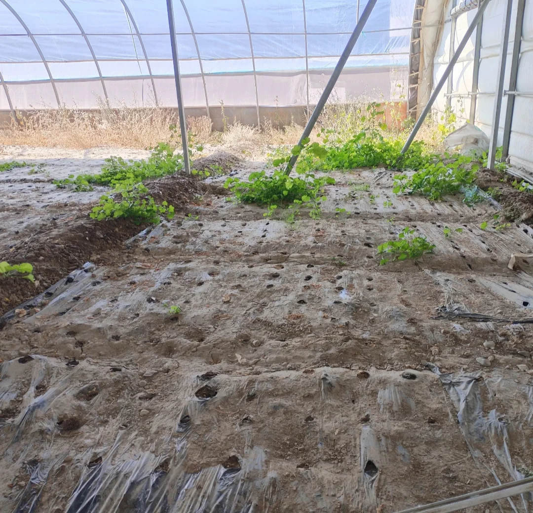 珠峰旅游达人打卡第十八站红河谷农业科技园