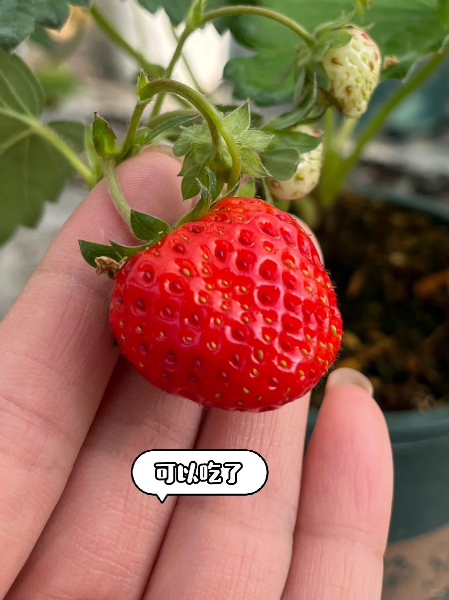 超简单‼️草莓开花到成熟养护关键