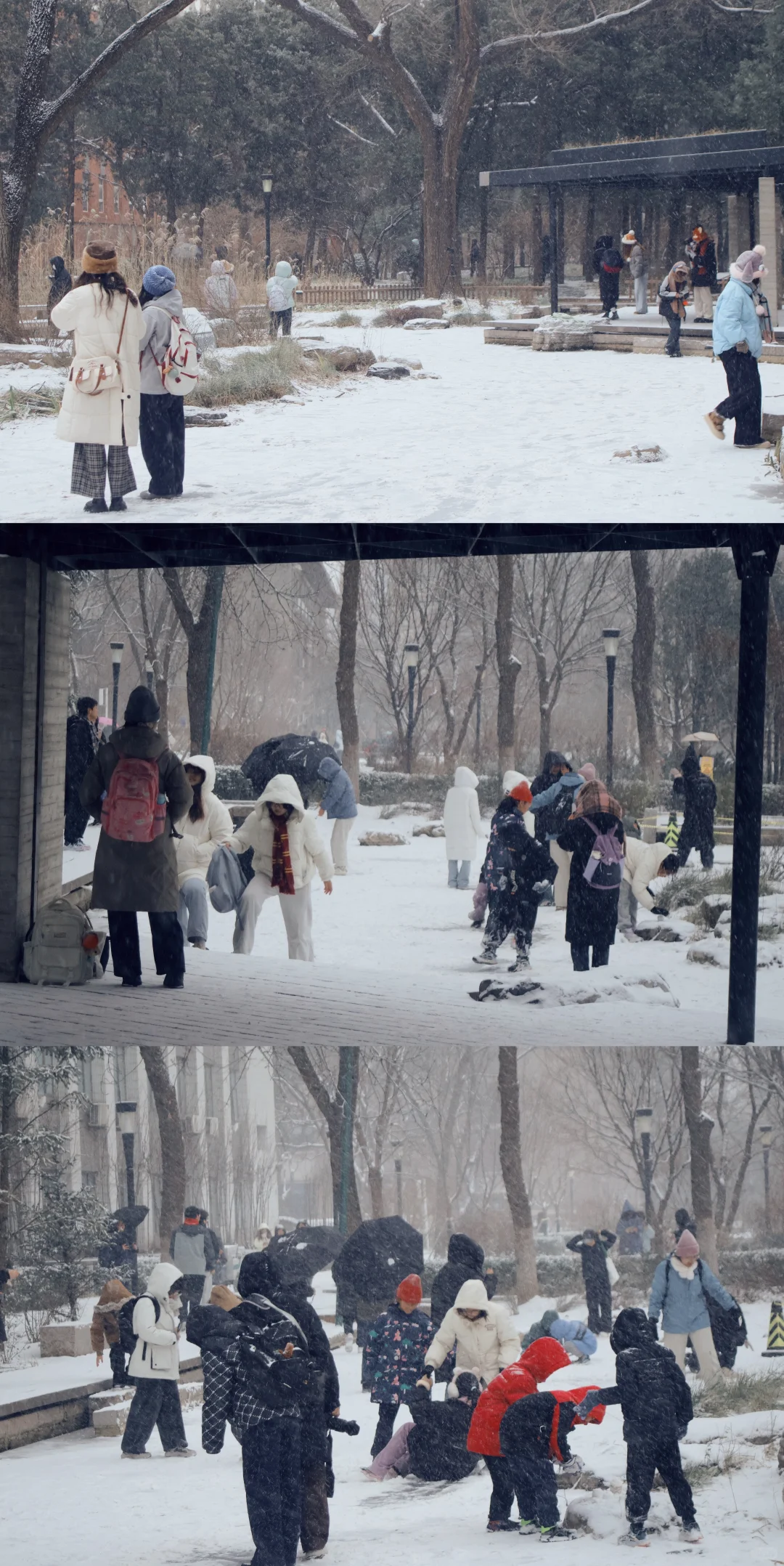 北京初雪|雪中的北京林业大学