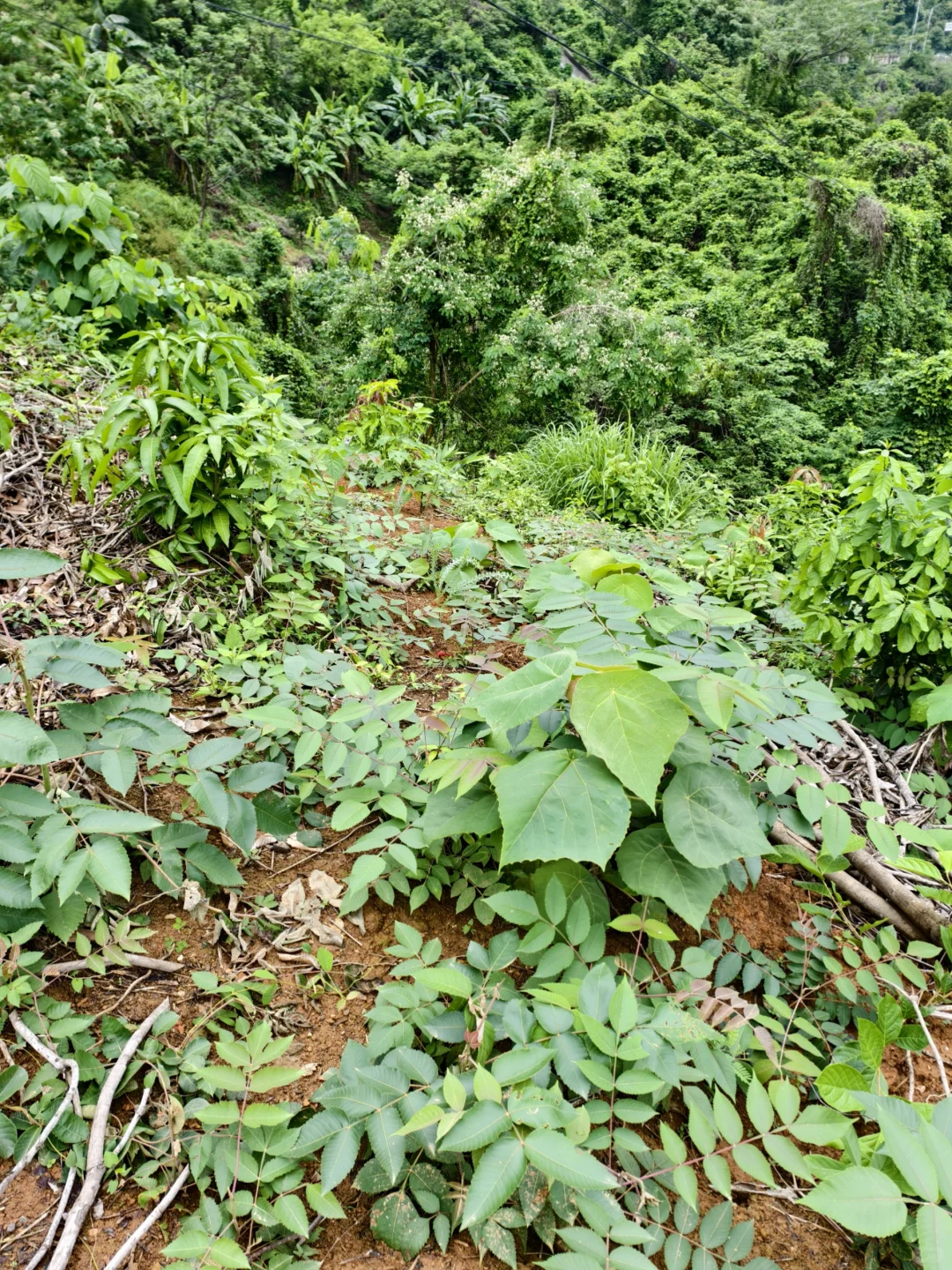 林业人勇闯大山😇