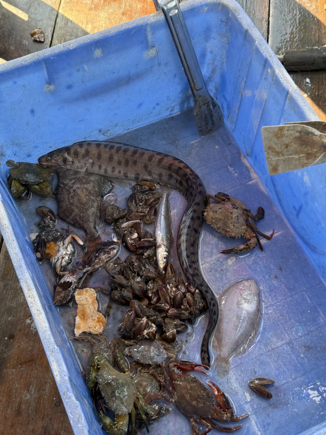 包渔船出海也太爽了吧！还捕到了我的“大鱼”