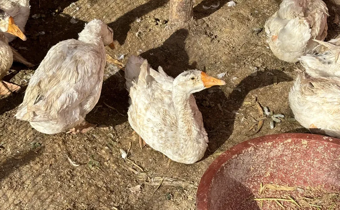 普通农民挣点钱有多难