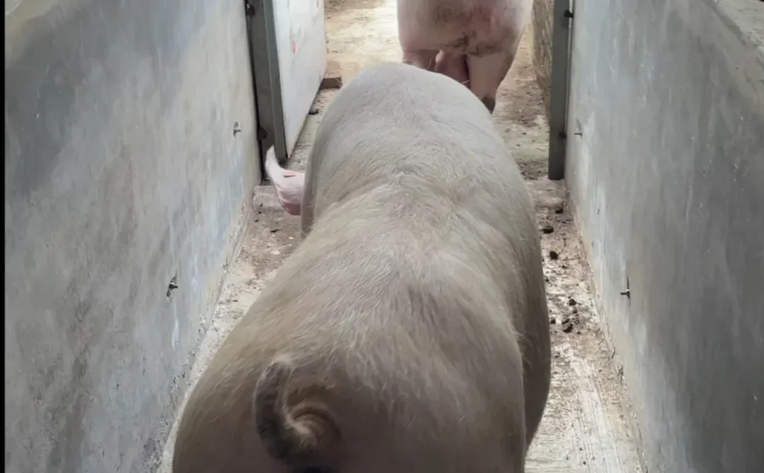 2025/12/12 入职146天 在猪场干了些什么？