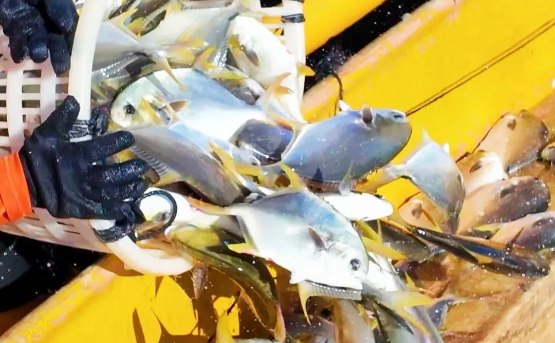 镜头下的金鲳鱼捕捞现场