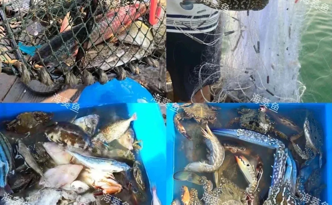 🌟50块钱在南澳岛能干嘛？出海捕鱼呀，超