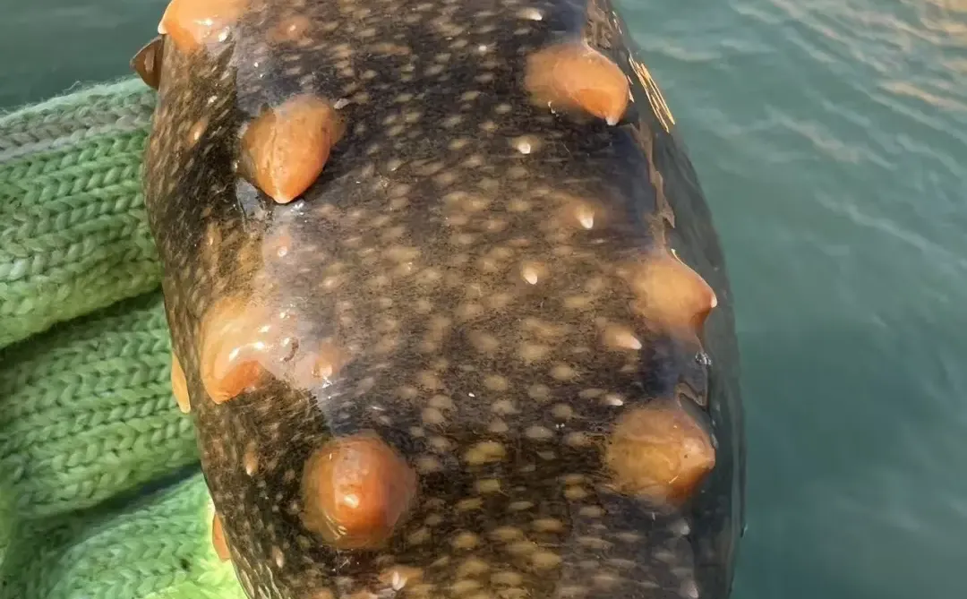 活海参原来长这样🤭围观捕捞现场！