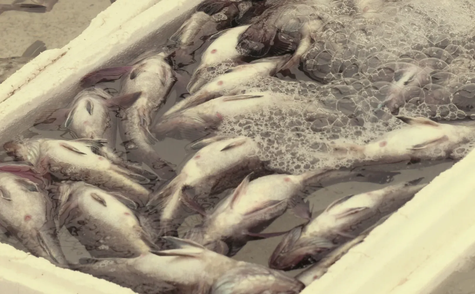 朋友圈美学 ｜ 渔人与水