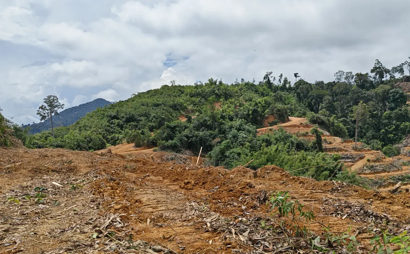 🇲🇾Kelantan Gua Musang 农业地寻找投