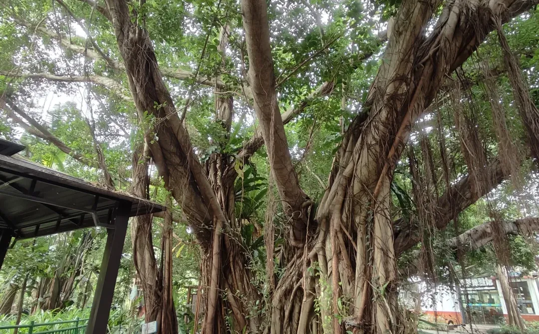 海口热带农业科技博览园一日游 🌴