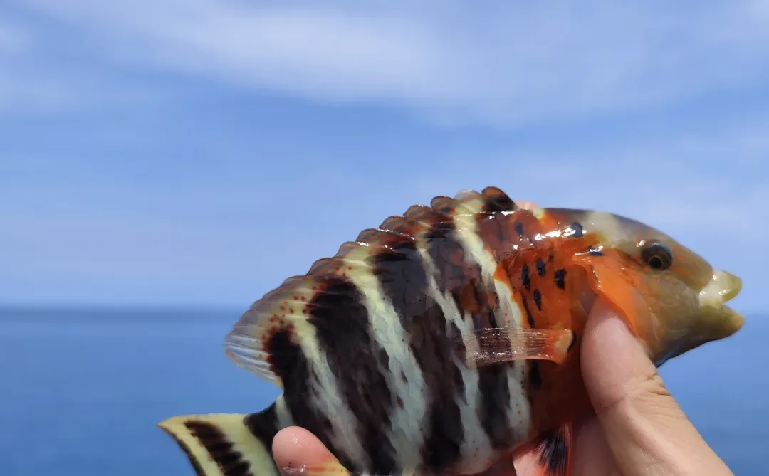 福钓新一年|我在西沙群岛记录的美丽鱼类