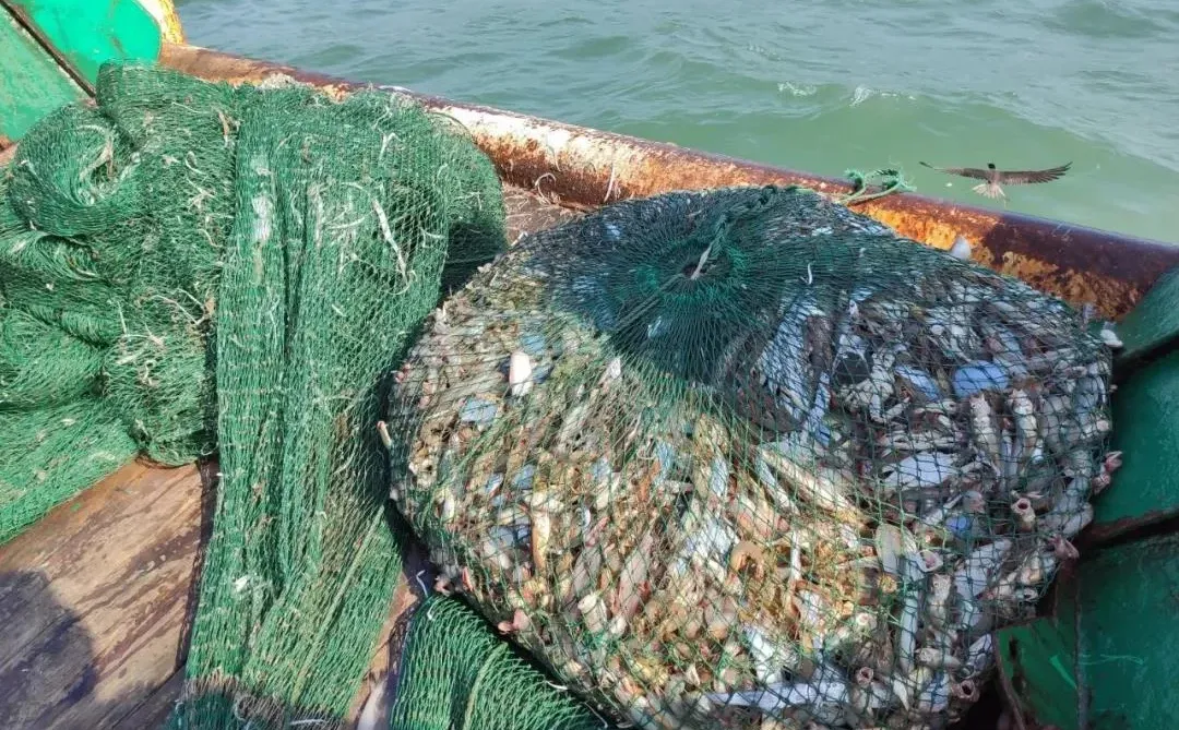 青岛海钓之拖网捕鱼|出海捕鱼无敌爽歪歪