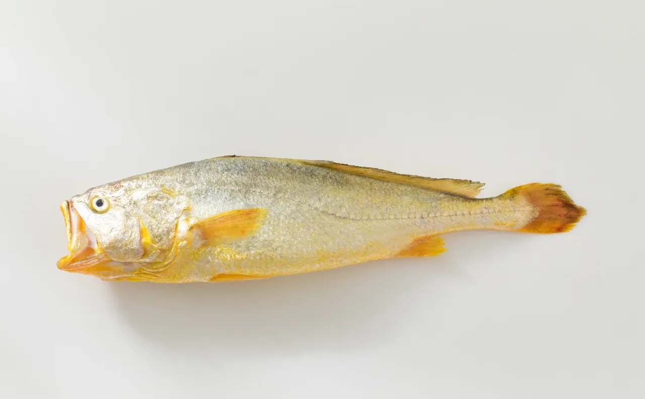 黄渔国丨野生黄鱼