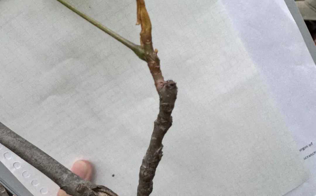 复习林业期末考be like