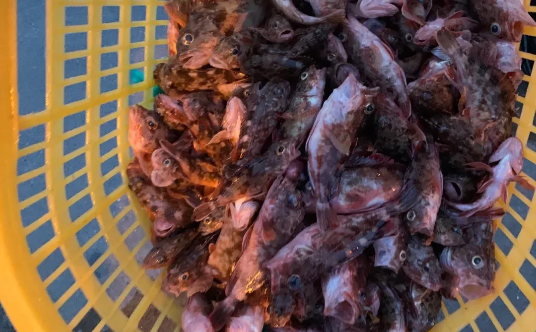 海钓鱼获（海鲈鱼➕石九公）坐标：洞头