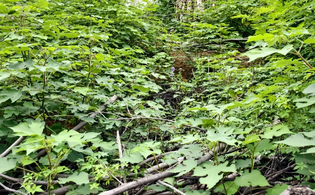 林业人勇闯大山😇