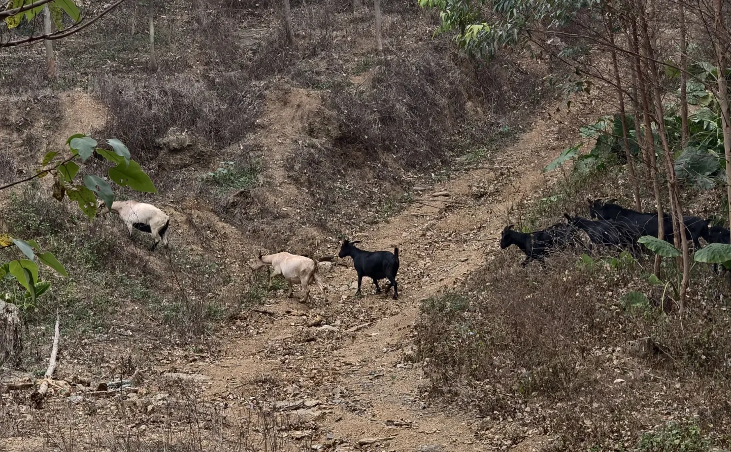 林业人的日常，只要不下雨就爬山