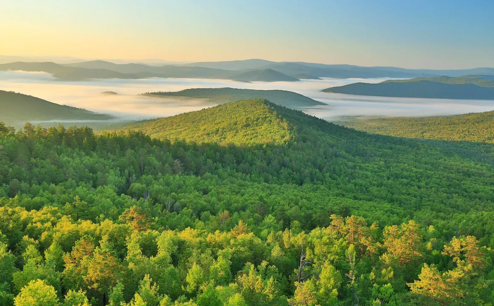 关于林业碳汇与森林碳汇