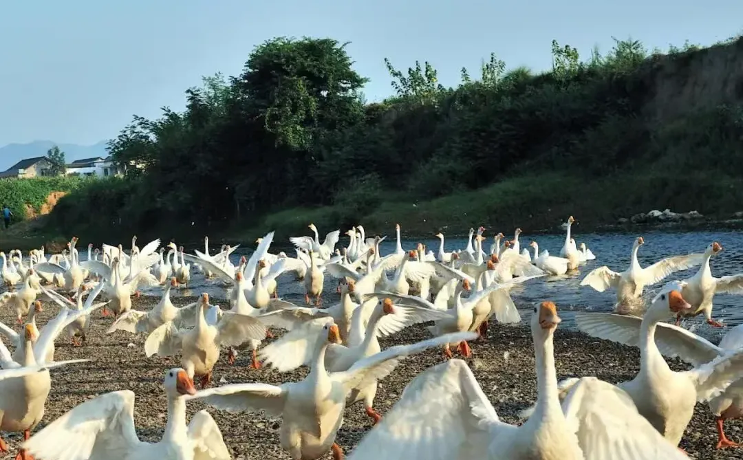 《湖南农业》3*00