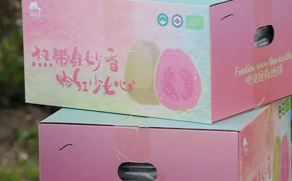 初冬多巴胺爆表💥|台风中幸存的番石榴