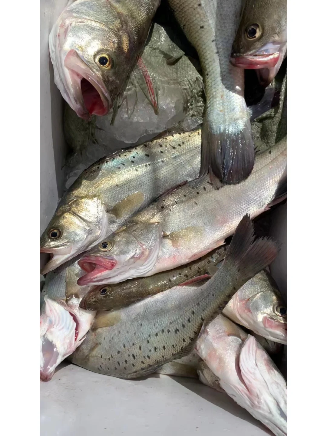 海钓鱼获（海鲈鱼➕石九公）坐标：洞头