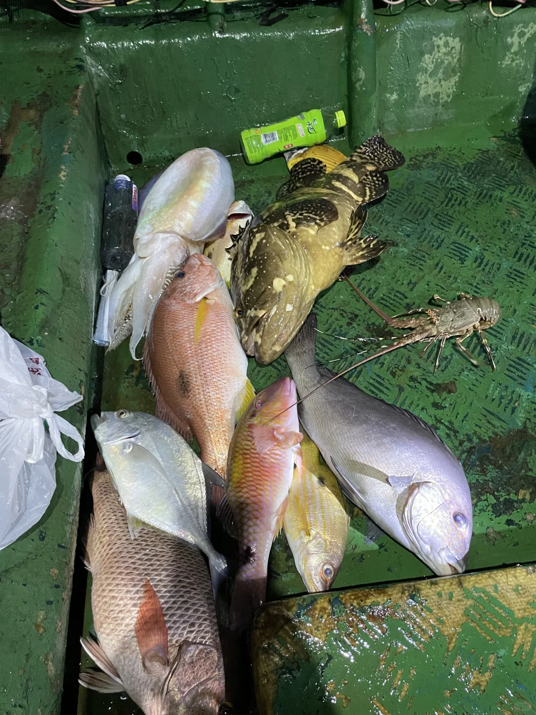 上岸！三亚打渔现捕现吃