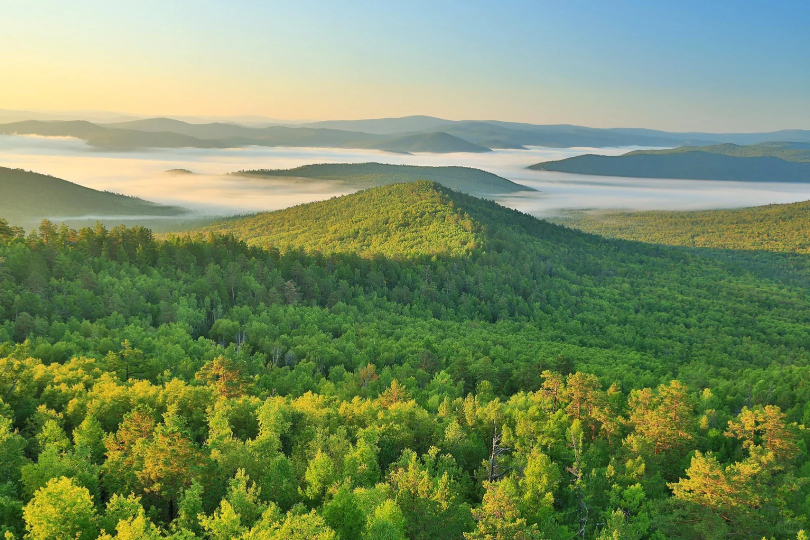 关于林业碳汇与森林碳汇