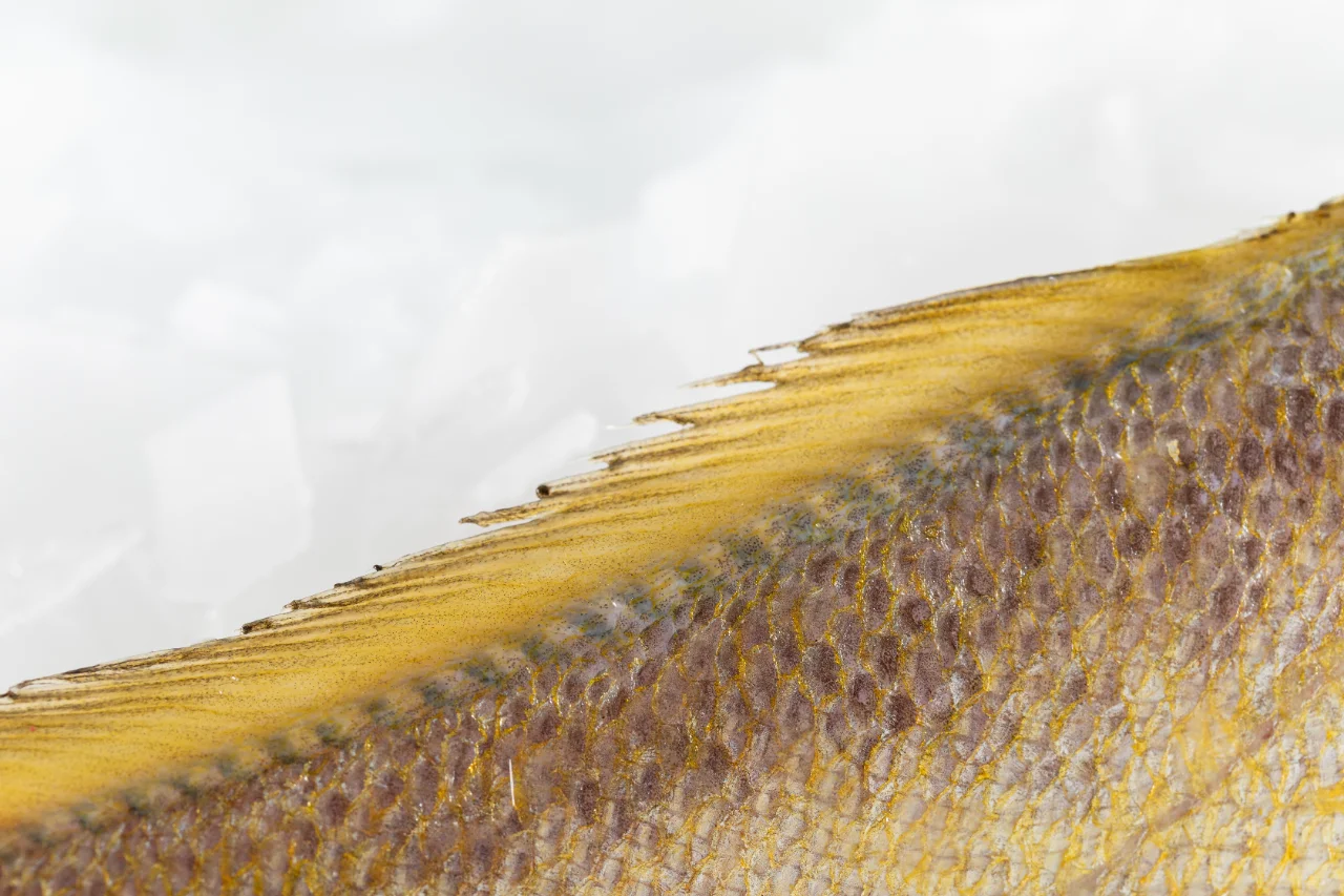 黄渔国丨野生黄鱼