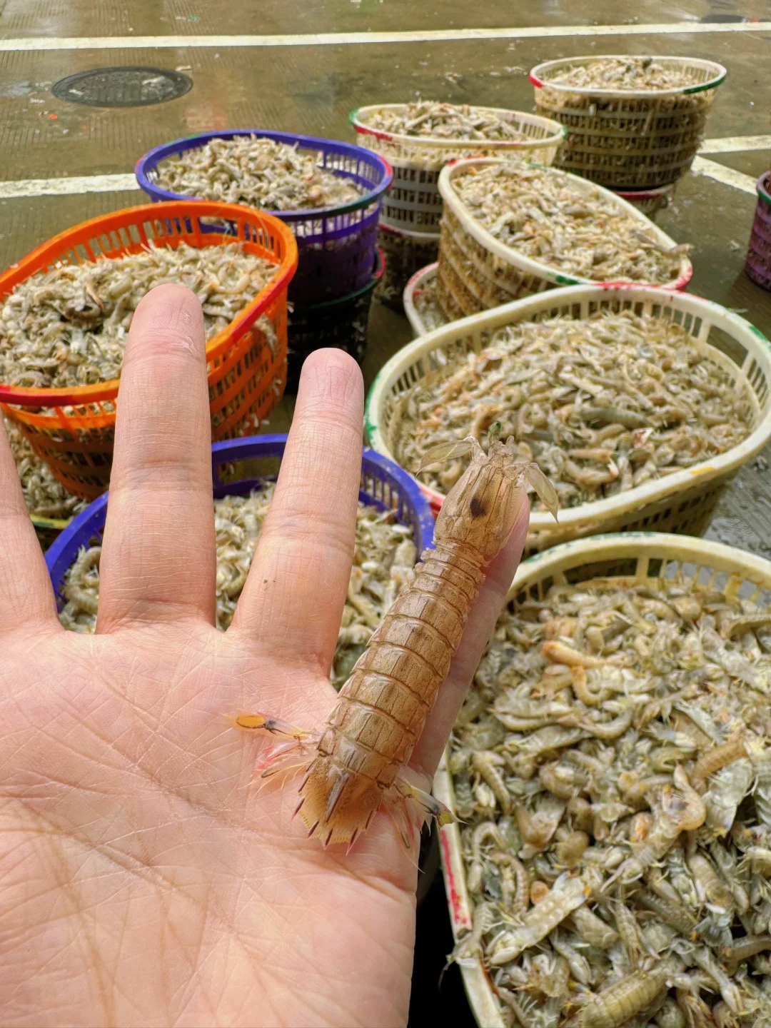 真的是断子绝孙网！