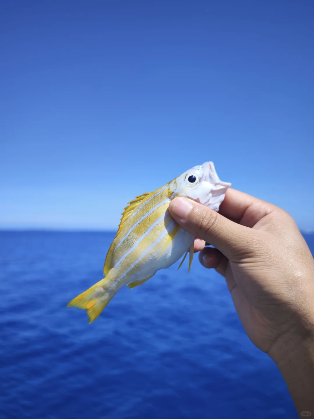 福钓新一年|我在西沙群岛记录的美丽鱼类